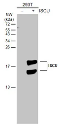 Anti-ISCU antibody [N1C3] used in Western Blot (WB). GTX115709