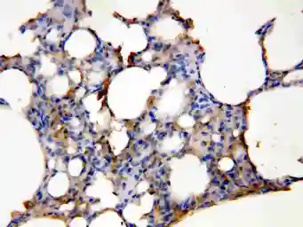 Anti-Aquaporin 5 antibody used in IHC (Paraffin sections) (IHC-P). GTX11586