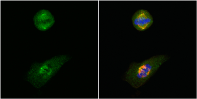 Anti-GCP4 antibody used in Immunocytochemistry/ Immunofluorescence (ICC/IF). GTX115949
