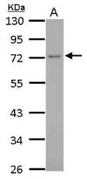 Anti-GCP4 antibody used in Western Blot (WB). GTX115949