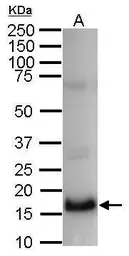 Anti-Histone H2B antibody used in Western Blot (WB). GTX115955