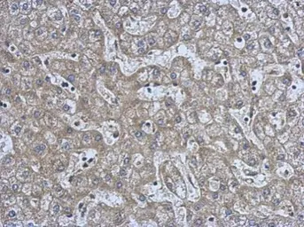 Anti-NMT2 antibody used in IHC (Paraffin sections) (IHC-P). GTX115976