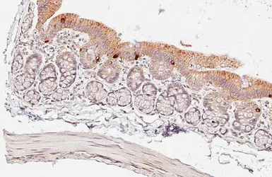 Anti-APC antibody [C3], C-term used in IHC (Paraffin sections) (IHC-P). GTX116009