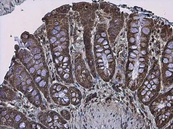 Anti-APC antibody [C3], C-term used in IHC (Paraffin sections) (IHC-P). GTX116009