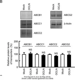 Anti-MRP1 antibody [N1N2], N-term used in Western Blot (WB). GTX116046