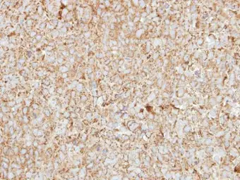 Anti-HEBP1 antibody [N1C3] used in IHC (Paraffin sections) (IHC-P). GTX116121