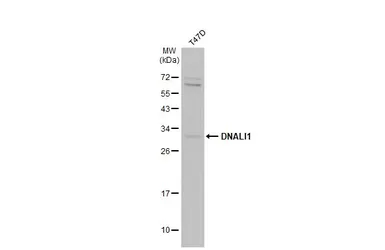 Anti-DNALI1 antibody used in Western Blot (WB). GTX116217