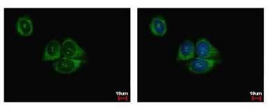Anti-HIF1AN antibody used in Immunocytochemistry/ Immunofluorescence (ICC/IF). GTX116251