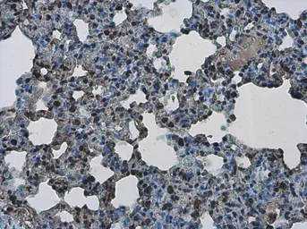 Anti-PHF10 antibody used in IHC (Paraffin sections) (IHC-P). GTX116314