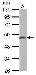 Anti-BLZF1 antibody used in Western Blot (WB). GTX116434