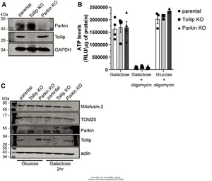 Anti-Tollip antibody [N2C3] used in Western Blot (WB). GTX116566