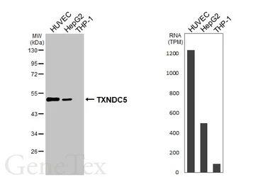 Anti-TXNDC5 antibody used in Western Blot (WB). GTX116898