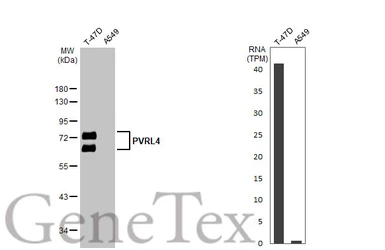 Anti-PVRL4 antibody [N1C1] used in Western Blot (WB). GTX116900