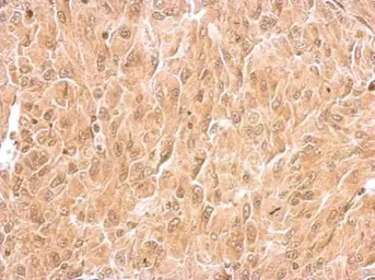 Anti-RIN2 antibody used in IHC (Paraffin sections) (IHC-P). GTX117153