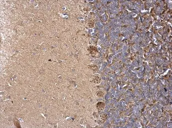 Anti-LARGE antibody used in IHC (Paraffin sections) (IHC-P). GTX117180
