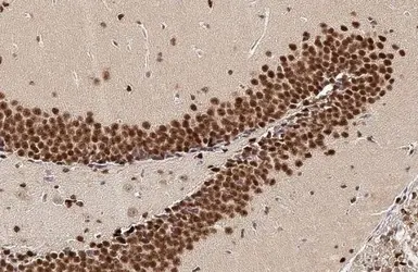 Anti-NFIX antibody [N3C3] used in IHC (Paraffin sections) (IHC-P). GTX117233