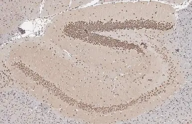 Anti-NFIX antibody [N3C3] used in IHC (Paraffin sections) (IHC-P). GTX117233