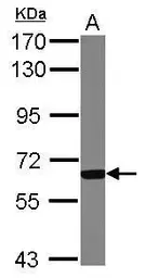 Anti-GCKR antibody used in Western Blot (WB). GTX117492