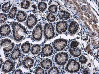 Anti-HP1 gamma antibody used in IHC (Paraffin sections) (IHC-P). GTX117561