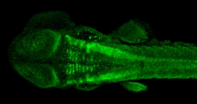 Anti-MEIS2 antibody used in IHC (Whole mount) (IHC-Wm). GTX117564