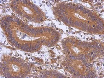 Anti-ABCE1 antibody used in IHC (Paraffin sections) (IHC-P). GTX117706