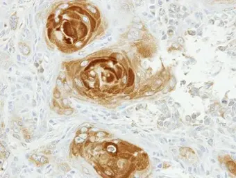 Anti-APPBP2 antibody used in IHC (Paraffin sections) (IHC-P). GTX117735
