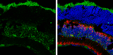 Anti-Musashi 2 antibody [N1C1] used in IHC (Frozen sections) (IHC-Fr). GTX117808
