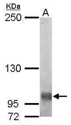 Anti-EGFLAM antibody [C2C3], C-term used in Western Blot (WB). GTX117855