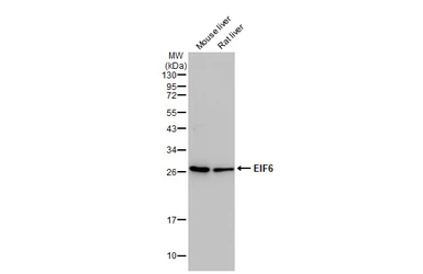 Anti-EIF6 antibody [N1C3-2] used in Western Blot (WB). GTX117971