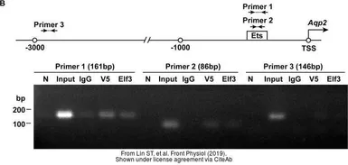 Anti-V5 tag antibody used in ChIP assay (ChIP assay). GTX117997
