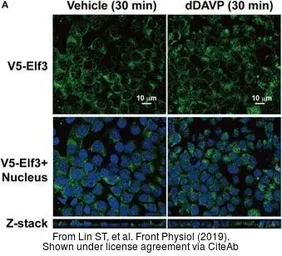 Anti-V5 tag antibody used in Immunocytochemistry/ Immunofluorescence (ICC/IF). GTX117997