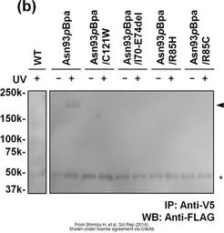 Anti-V5 tag antibody used in Immunoprecipitation (IP). GTX117997