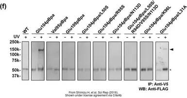 Anti-V5 tag antibody used in Immunoprecipitation (IP). GTX117997
