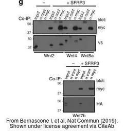 Anti-V5 tag antibody used in Western Blot (WB). GTX117997