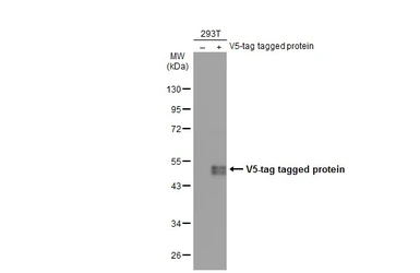 Anti-V5 tag antibody used in Western Blot (WB). GTX117997