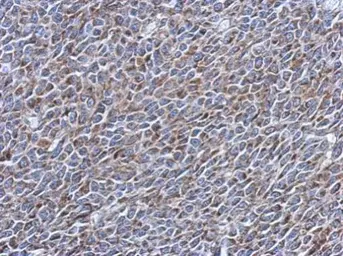 Anti-EXOSC5 antibody used in IHC (Paraffin sections) (IHC-P). GTX118473