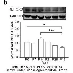 Anti-RBPMS antibody used in Western Blot (WB). GTX118619