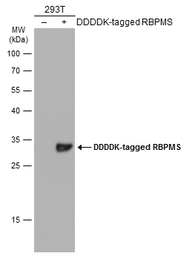 Anti-RBPMS antibody used in Western Blot (WB). GTX118619