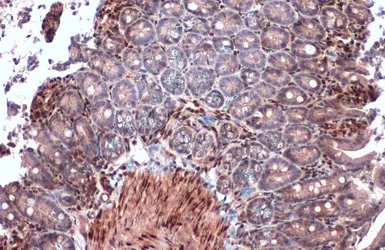 Anti-RBPMS antibody used in IHC (Paraffin sections) (IHC-P). GTX118619