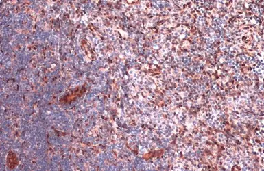 Anti-RBPMS antibody used in IHC (Paraffin sections) (IHC-P). GTX118619