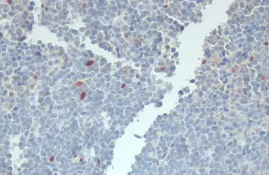 Anti-RBPMS antibody used in IHC (Paraffin sections) (IHC-P). GTX118619
