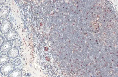 Anti-RBPMS antibody used in IHC (Paraffin sections) (IHC-P). GTX118619
