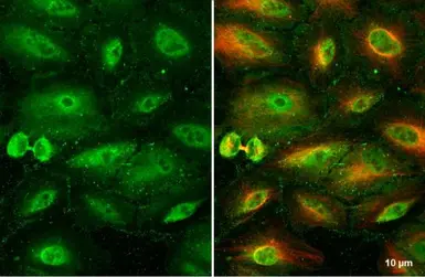 Anti-RBPMS antibody used in Immunocytochemistry/ Immunofluorescence (ICC/IF). GTX118619