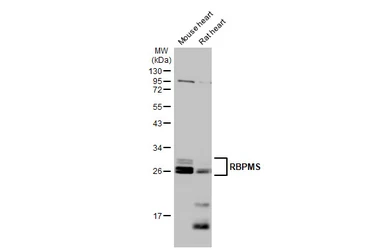 Anti-RBPMS antibody used in Western Blot (WB). GTX118619
