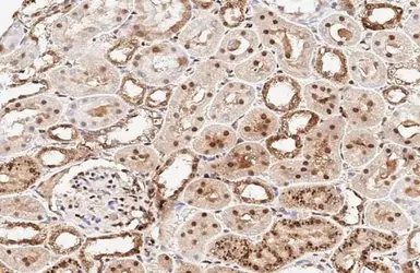 Anti-RBPMS antibody used in IHC (Paraffin sections) (IHC-P). GTX118619