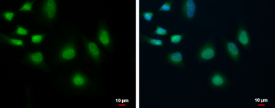 Anti-POLR2C antibody [N1C3-2] used in Immunocytochemistry/ Immunofluorescence (ICC/IF). GTX118715