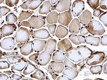 Anti-POLR2C antibody [N1C3-2] used in IHC (Paraffin sections) (IHC-P). GTX118715