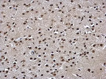 Anti-POLR2C antibody [N1C3-2] used in IHC (Paraffin sections) (IHC-P). GTX118715