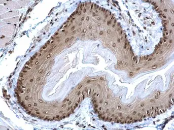 Anti-POLR2C antibody [N1C3-2] used in IHC (Paraffin sections) (IHC-P). GTX118715