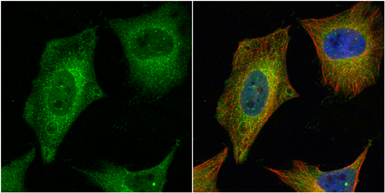 Anti-HAUS2 antibody [N1C3-2] used in Immunocytochemistry/ Immunofluorescence (ICC/IF). GTX118734